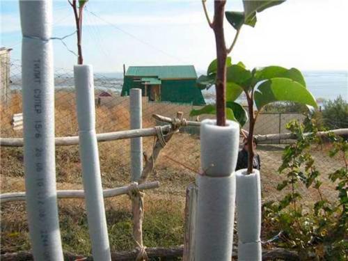 Подготовка молодых саженцев яблони к зиме. Подготовка яблонь к зиме