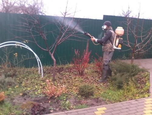 Можно ли опрыскивать деревья в ноябре. Для чего обрабатывать сад осенью