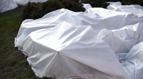 Подготовка плодово-ягодных культур к зиме. Подготовка к зиме кустарников 08