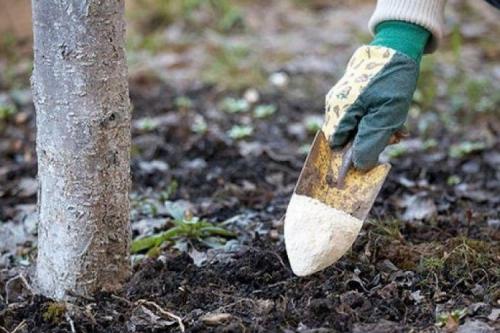 Молодые яблони подготовка к зиме. Подготовка яблони к зиме осенью