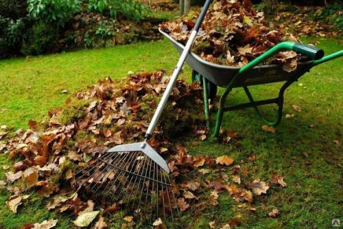 Молодые яблони подготовка к зиме. Подготовка яблони к зиме осенью