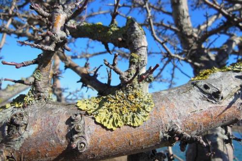 Молодые яблони подготовка к зиме. Подготовка яблони к зиме осенью