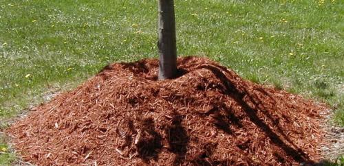 Подготовка сада к зиме для начинающих в сентябре и октябре. В октябре свои задачи 06