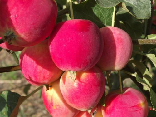 Сорт яблок с розовой мякотью. Сорта красных яблок – каталог 2023 года: описание и фото