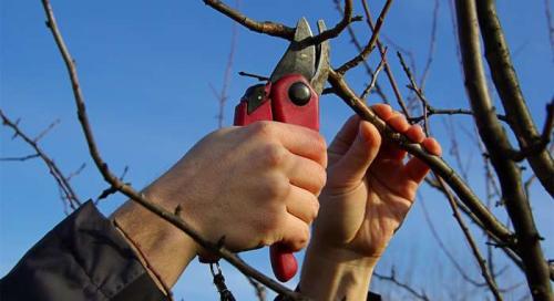 Как и когда правильно проводить осеннюю.. Когда проводить осеннюю обрезку 06