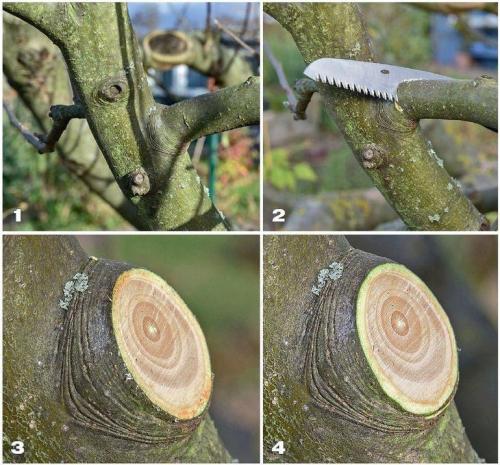 Как и когда правильно проводить осеннюю.. Когда проводить осеннюю обрезку 05