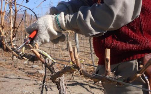 Как и когда правильно проводить осеннюю.. Когда проводить осеннюю обрезку