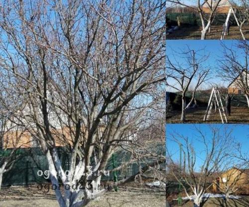 Как правильно обрезать деревья на зиму. Осенняя обрезка плодовых деревьев, сроки