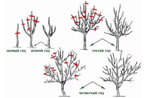 Как и когда правильно проводить осеннюю.. Когда проводить осеннюю обрезку 10