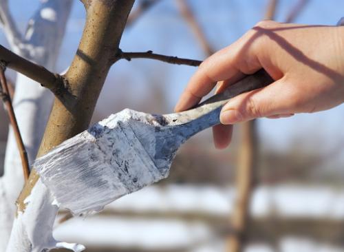 Сезонные работы в ноябре окружающий мир. Сад: сезонные работы в ноябре