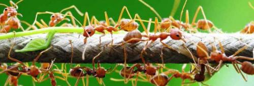 30 лучших способов для борьбы с муравьями в саду и огороде. Как прогнать муравьев с участка: используем народные средства