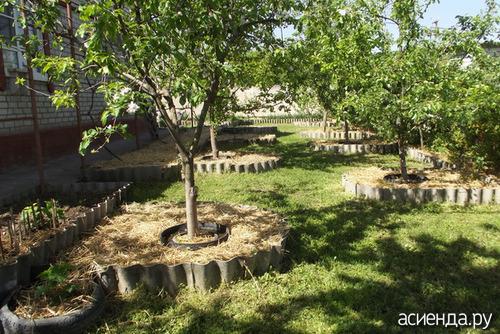 Нужно ли окапывать деревья на зиму. Как правильно окапывать плодовые деревья?