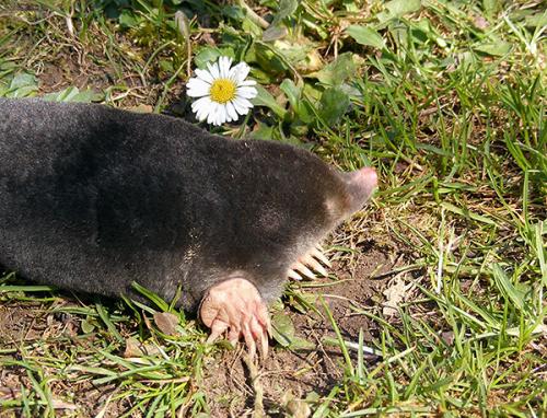 Самый эффективный способ избавиться от кротов. Общая стратегия борьбы с кротами