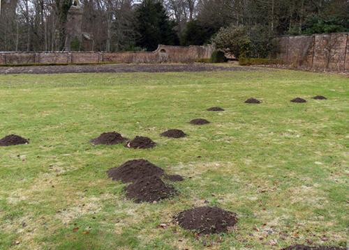 Самый эффективный способ избавиться от кротов. Общая стратегия борьбы с кротами