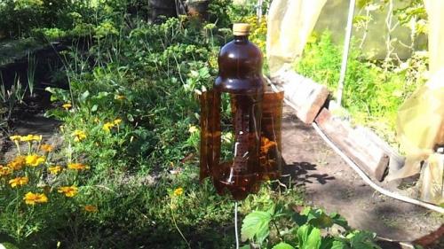 Как избавиться от кротов на даче простым способом. Как вывести кротов с участка навсегда. Простые способы