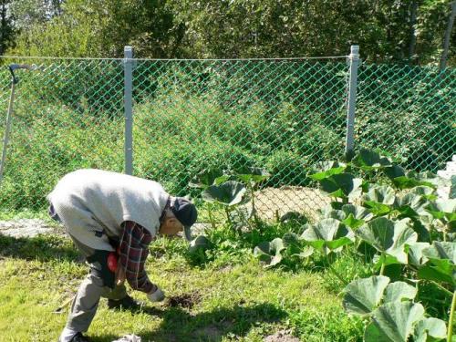 Как избавиться от кротов на даче простым способом. Как вывести кротов с участка навсегда. Простые способы