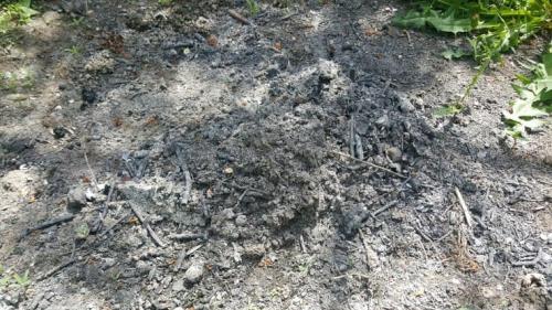 Какие растения любят золу. Древесная зола, как удобрение для огорода, для каких растений подходит