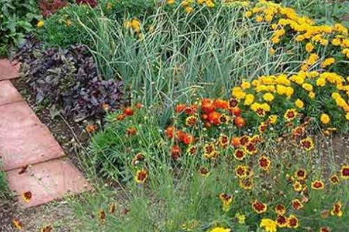 Что можно сажать рядом с чесноком в открытый грунт. Какие культуры лучше всего сажать рядом