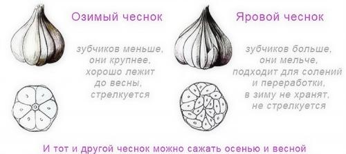 Как посадить чеснок на грядке. Выращивание чеснока в открытом грунте: советы и правила