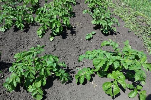 Можно ли сажать лук возле чеснока. Соседи чеснока, с чем можно и нельзя сажать рядом