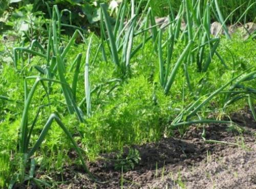 Что можно сажать рядом с чесноком в открытый грунт. Какие культуры лучше всего сажать рядом