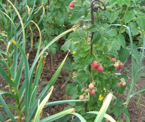 Что можно сажать рядом с чесноком в открытый грунт. Какие культуры лучше всего сажать рядом