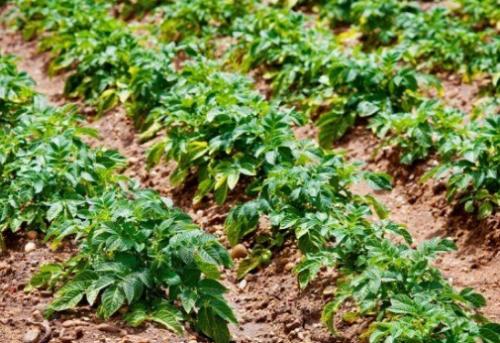 Что можно сажать рядом с чесноком в открытый грунт. Какие культуры лучше всего сажать рядом