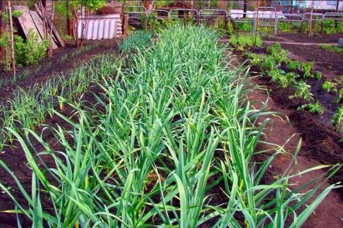 Можно ли сажать лук возле чеснока. Соседи чеснока, с чем можно и нельзя сажать рядом