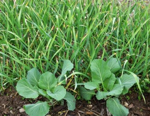 Что можно сажать рядом с чесноком в открытый грунт. Какие культуры лучше всего сажать рядом