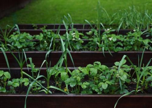 Что можно сажать рядом с чесноком в открытый грунт. Какие культуры лучше всего сажать рядом