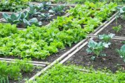 Что можно сажать рядом с луком. Свежий номер