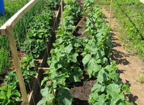 Что можно сажать рядом с чесноком в открытый грунт. Какие культуры лучше всего сажать рядом