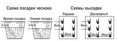 Как посадить чеснок на грядке. Выращивание чеснока в открытом грунте: советы и правила