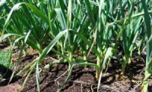 Сосед чеснока. С чем рядом сажать чеснок или лучшие соседи по грядке