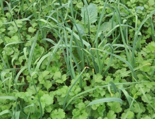 Что можно сажать рядом с чесноком в открытый грунт. Какие культуры лучше всего сажать рядом