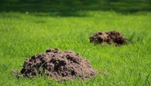 Избавиться от кротов народными средствами. Установка ограждения и перепахивание участка.