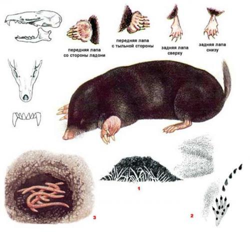 Почему появляются кроты на участке. Крот в огороде. Как избавиться от вредителя?
