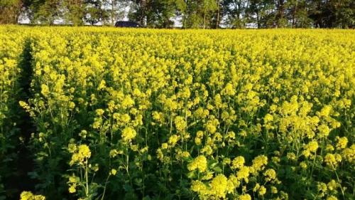 Предшественники и соседи чеснока на грядке. Выбор огородных культур-предшественников для последующего высаживания чеснока 01