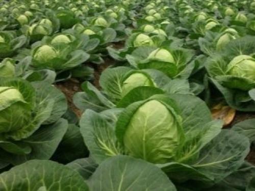 Предшественники и соседи чеснока на грядке. Выбор огородных культур-предшественников для последующего высаживания чеснока 03