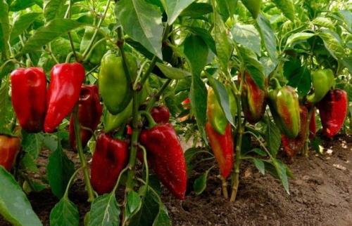 Предшественники и соседи чеснока на грядке. Выбор огородных культур-предшественников для последующего высаживания чеснока 04