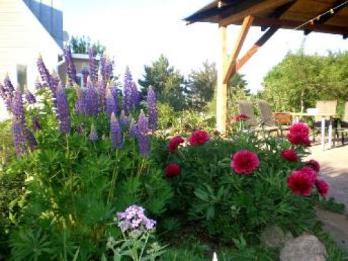 Что можно посадить рядом с люпином. Идеальные соседи — люпины