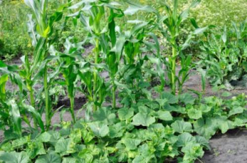 Что посадить рядом с кукурузой. Что можно сажать рядом с кукурузой: хорошие соседи на грядке