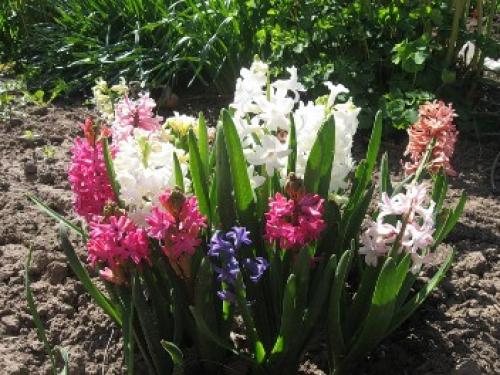 Что можно посадить рядом с люпином. Идеальные соседи — люпины