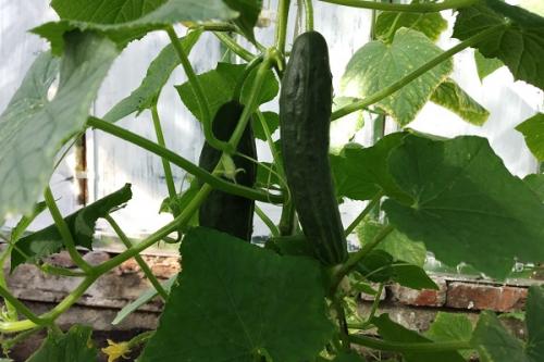 Что посадить рядом с кукурузой. Соседи кукурузы на участке, что можно сажать рядом