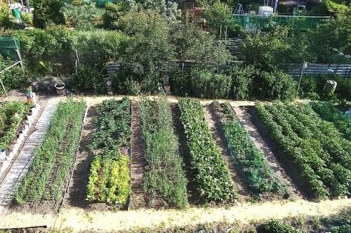 Что с чем сажать на огороде. Идеальные пары для смешанных грядок: что с чем сажать на огороде