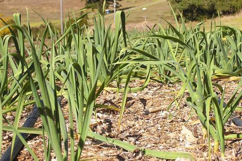 Что с чем сажать на огороде. Идеальные пары для смешанных грядок: что с чем сажать на огороде