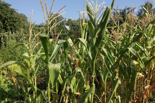 Что посадить рядом с кукурузой. Соседи кукурузы на участке, что можно сажать рядом