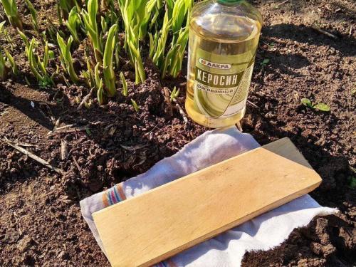 Борьба с кротами это новейший способ. Эффективные народные способы борьбы с кротами