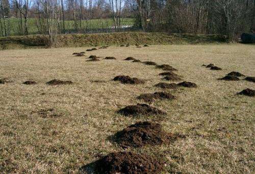 Чего боятся кроты. Применение карбида