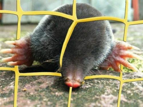 Борьба с кротами это новейший способ. Эффективные народные способы борьбы с кротами